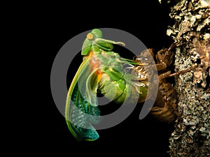 Molting Cicada