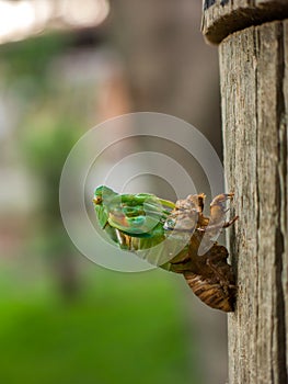 Molting Cicada