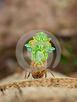 Molting Cicada