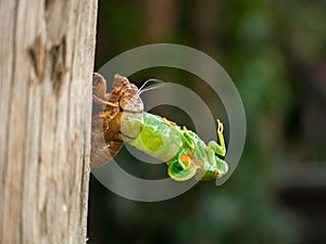 Molting Cicada