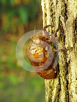 Molting cicada on a tree. wild life insect on the forest