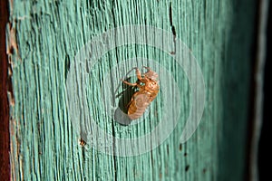 Molting of cicada on wood wall, cicada molting