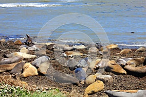 Molting Female and Juvenile Elephant Seals on the Pacific Coast, Ano Nuevo State Park, California, United States photo