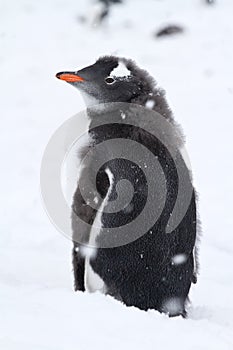 Almost molting Gentoo penguin chick with the remnants