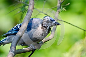 Molting Immature Blue Jay