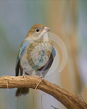 Molting immature male Indigo Bunting, Passerina cyanea