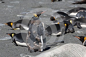 Molting King Penguin - South Georgia Island, Gold Harbour