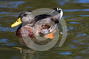 Molting Male Mallard II