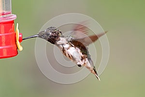 Molting Male Ruby-throated Hummingbird