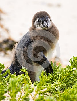 Molting Penguin Chick