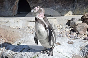 Molting Penguin