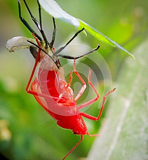 Molting of ref insect in nature. photo