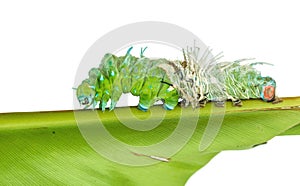 Molting skin of largest caterpillar attacus atlas moth in white