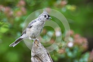 Molting Tufted Titmouse bird Horizontal Photo