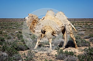 Molting white bactrian camel