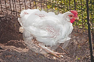 Molting White Chicken