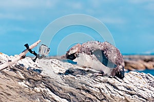 Molting Yellow-eyed Penguin and the camera at Kaikoura ocean in