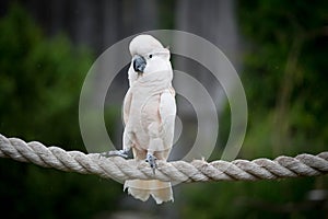 Moluccan Cockatoo