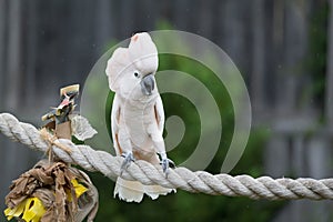 Moluccan Cockatoo