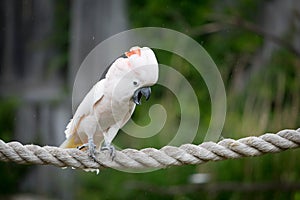 Moluccan Cockatoo