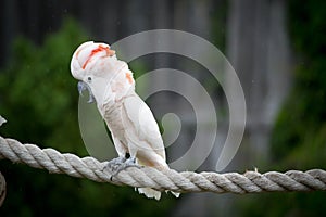 Moluccan Cockatoo