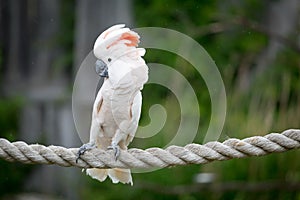 Moluccan Cockatoo