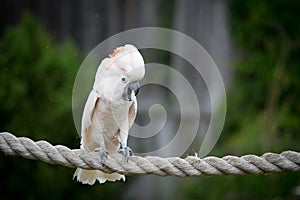 Moluccan Cockatoo