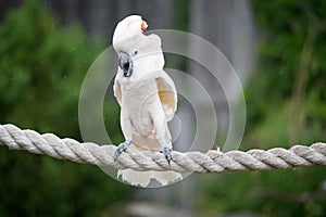 Moluccan Cockatoo