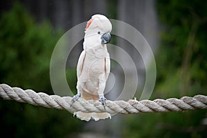 Moluccan Cockatoo