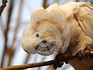 Moluccan cockatoo