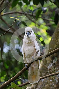 The moluccan cockatoo bird in forest