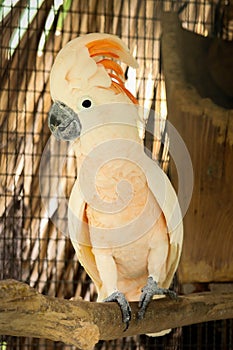 Moluccan Cockatoo in the cage