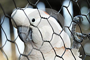 A Moluccan Cockatoo in a cage