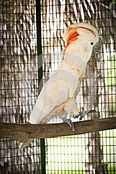 Moluccan Cockatoo in the cage