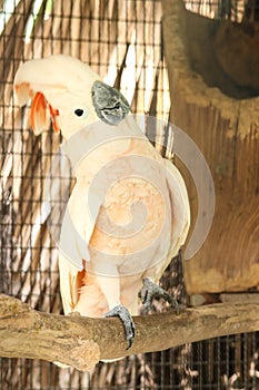 Moluccan Cockatoo in the cage