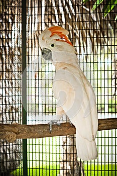 Moluccan Cockatoo in the cage