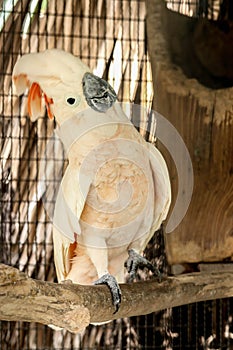 Moluccan Cockatoo in the cage