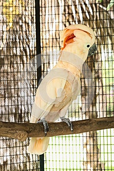 Moluccan Cockatoo in the cage