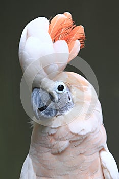 Moluccan cockatoo