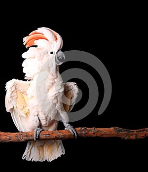 Moluccan Cockatoo With His