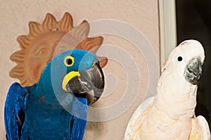 Moluccan cockatoo and hyacinth macaw parrots