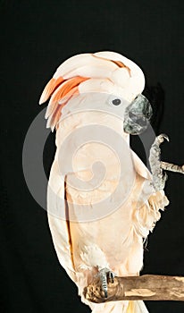 Moluccan cockatoo parrot