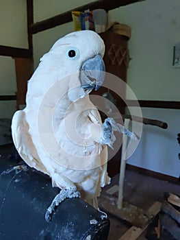 Moluccan cockatoo pet parrot