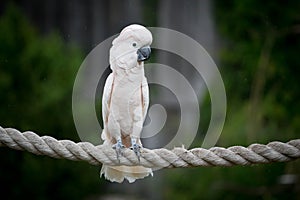 Moluccan Cockatoo