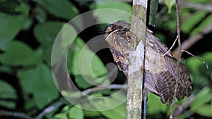 Moluccan owlet-nightjar (Aegotheles crinifrons), bird of Halmahera