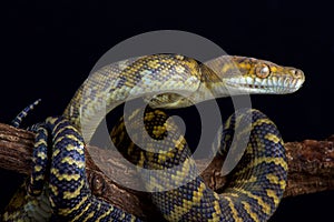 Moluccan python Simalia clastolepis