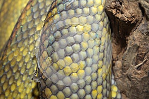 Moluccan Python snake skin