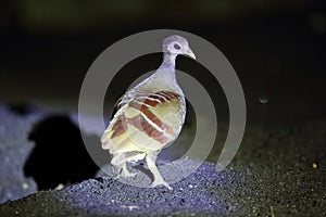 Moluccan scrubfowl in Halmahera Island