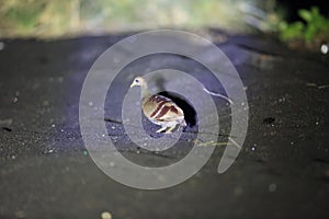 Moluccan scrubfowl in Halmahera Island