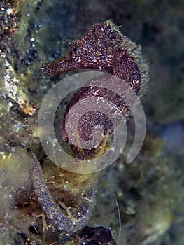 Moluccas seahorse